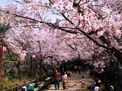 【お花見情報】この春訪れたい淡路島 桜の名所2