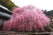 ★ あわじ島・早春の花だより ★ 梅の名所