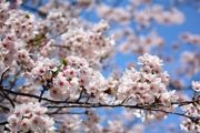 ★ あわじ島・春の花だより ★ 桜の名所