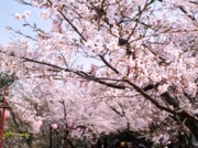 【お花見情報】この春訪れたい淡路島 桜の名所