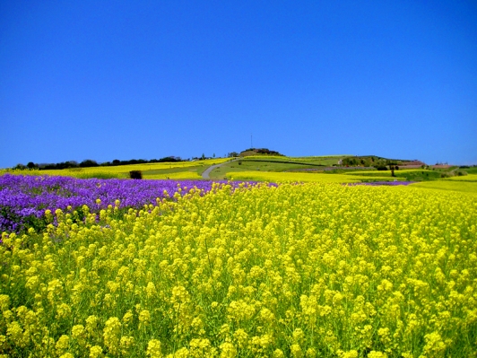 黄色い大パノラマ あわじ花さじきで「早春菜の花まつり」開催中！