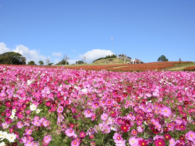 花と緑あふれる秋の淡路島「淡路花祭 2024秋」開催！1